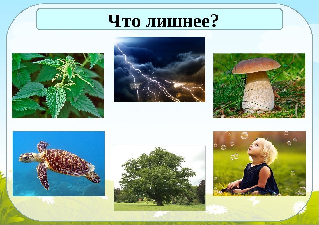 Мир насекомых