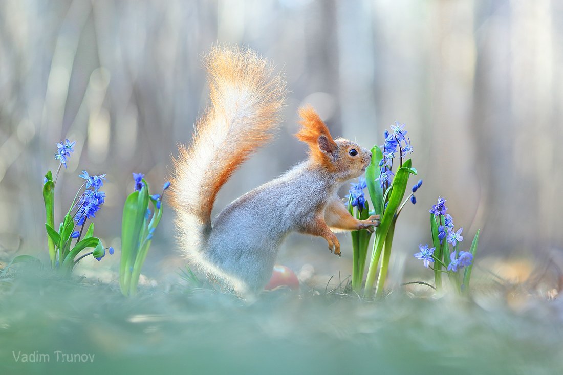 Победители Wildlife photographer of the year