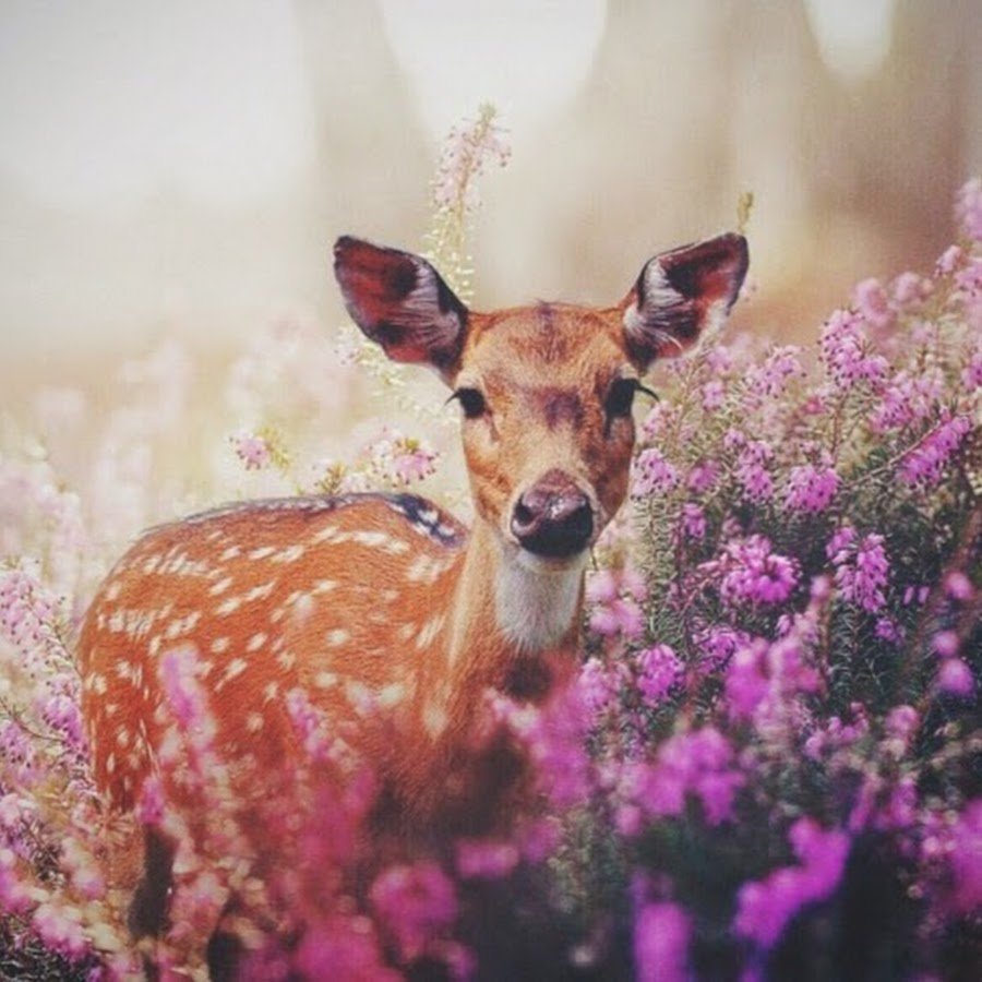 Атмосферные коллажи