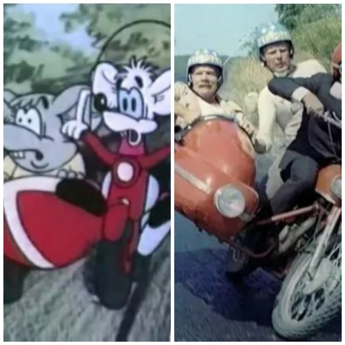 Кот Леопольд на ринге