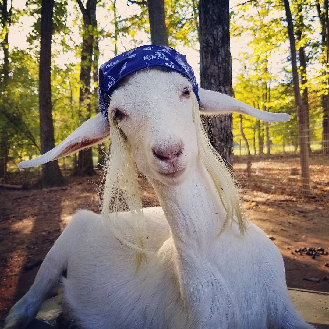 Мини козленок для квартиры