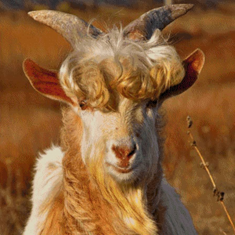 Коза драная