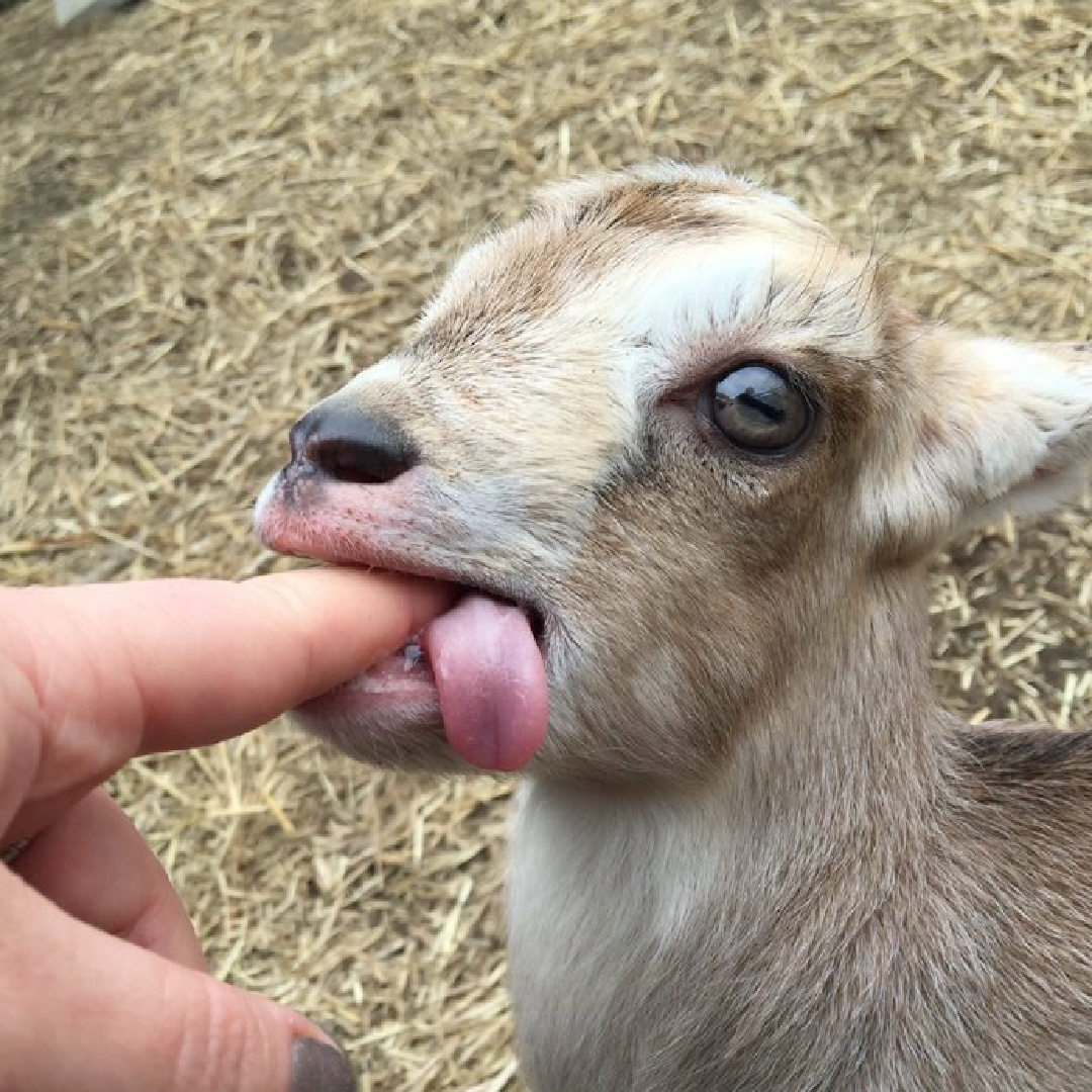 Смешной козлик