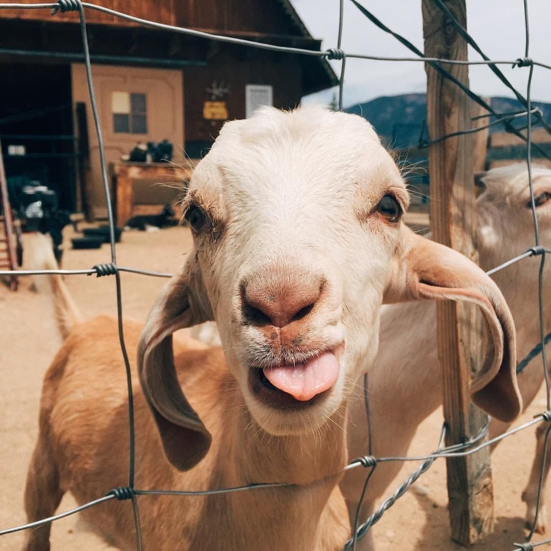 Нафига козе баян