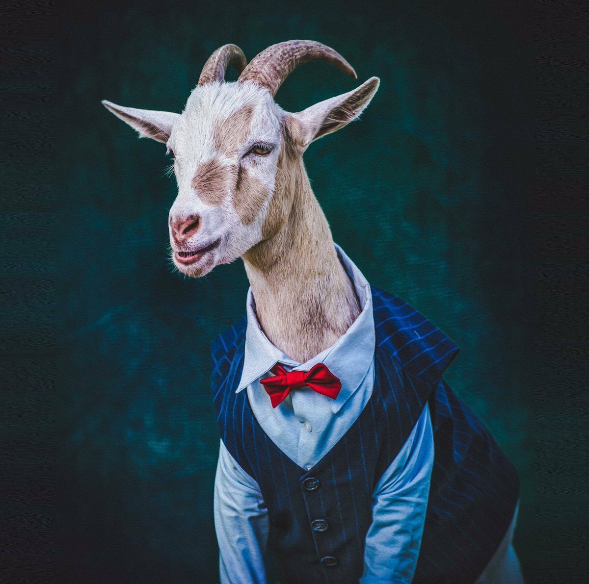 Каморик коза породы коз