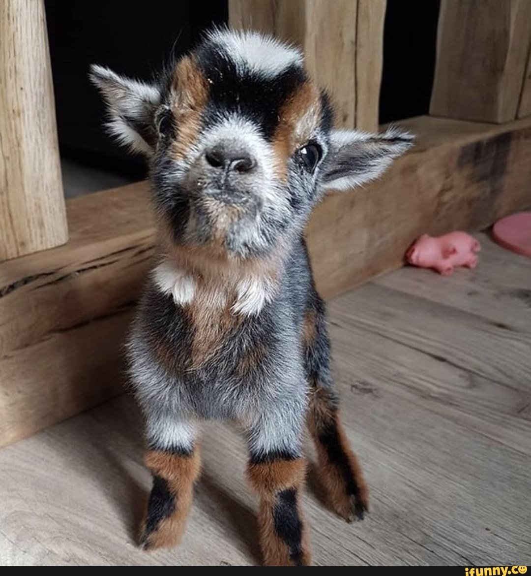 Коза Гиргентана