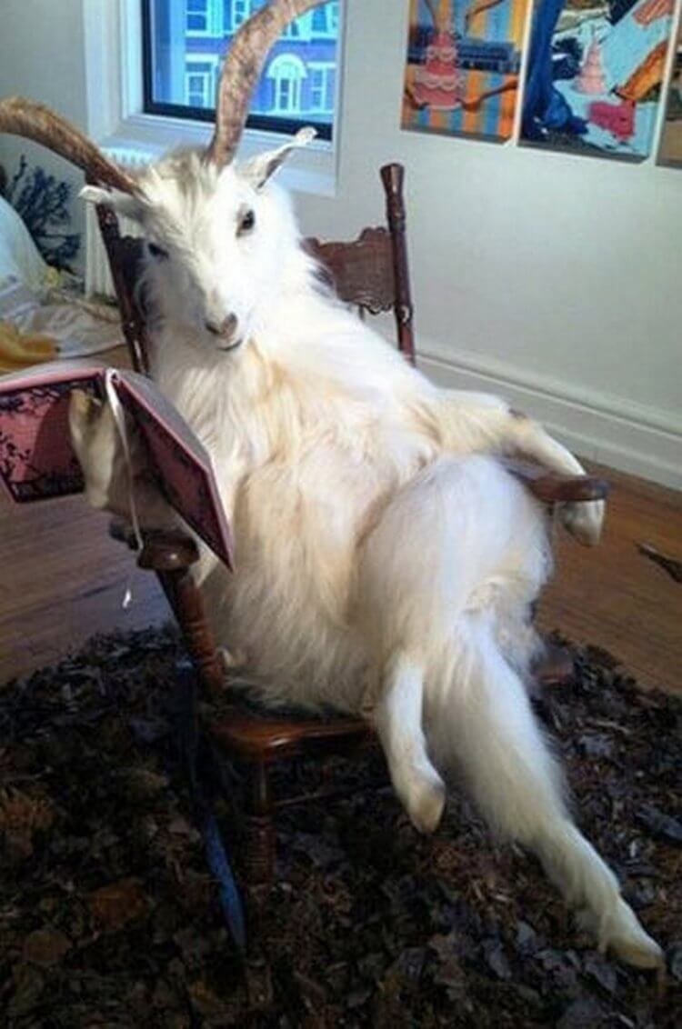 Маленькие смешной козлик