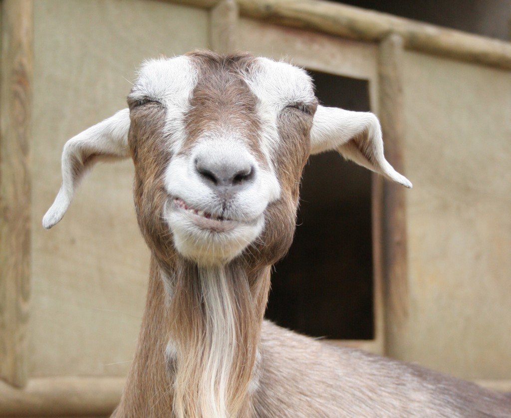 Горный козёл в горах