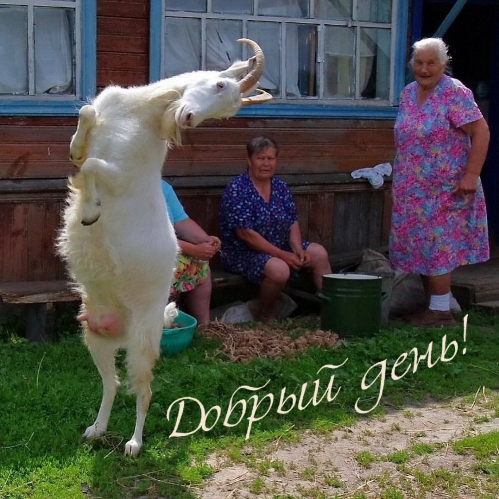 Животные в человеческой одежде