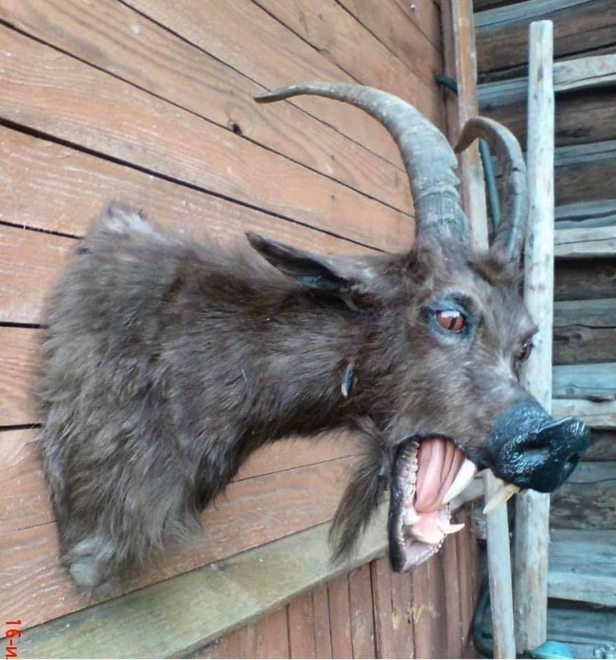 Козел плачет