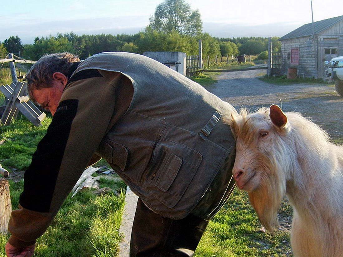 Все равно козел