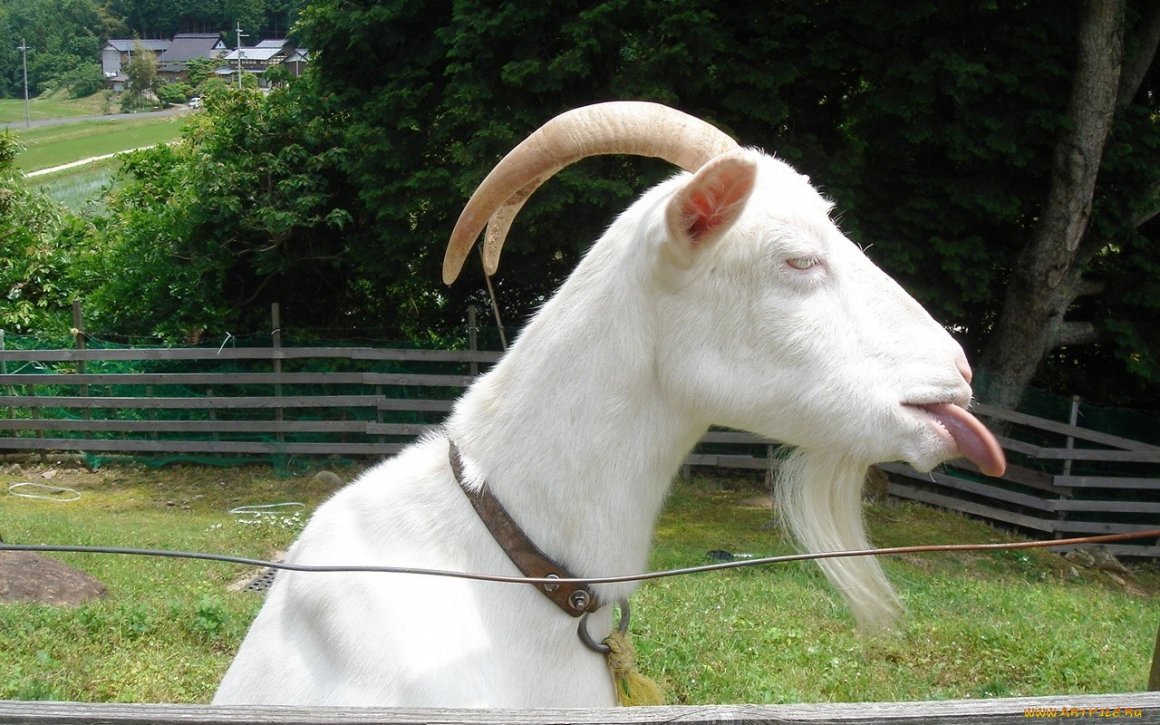 Мужики козлы приколы