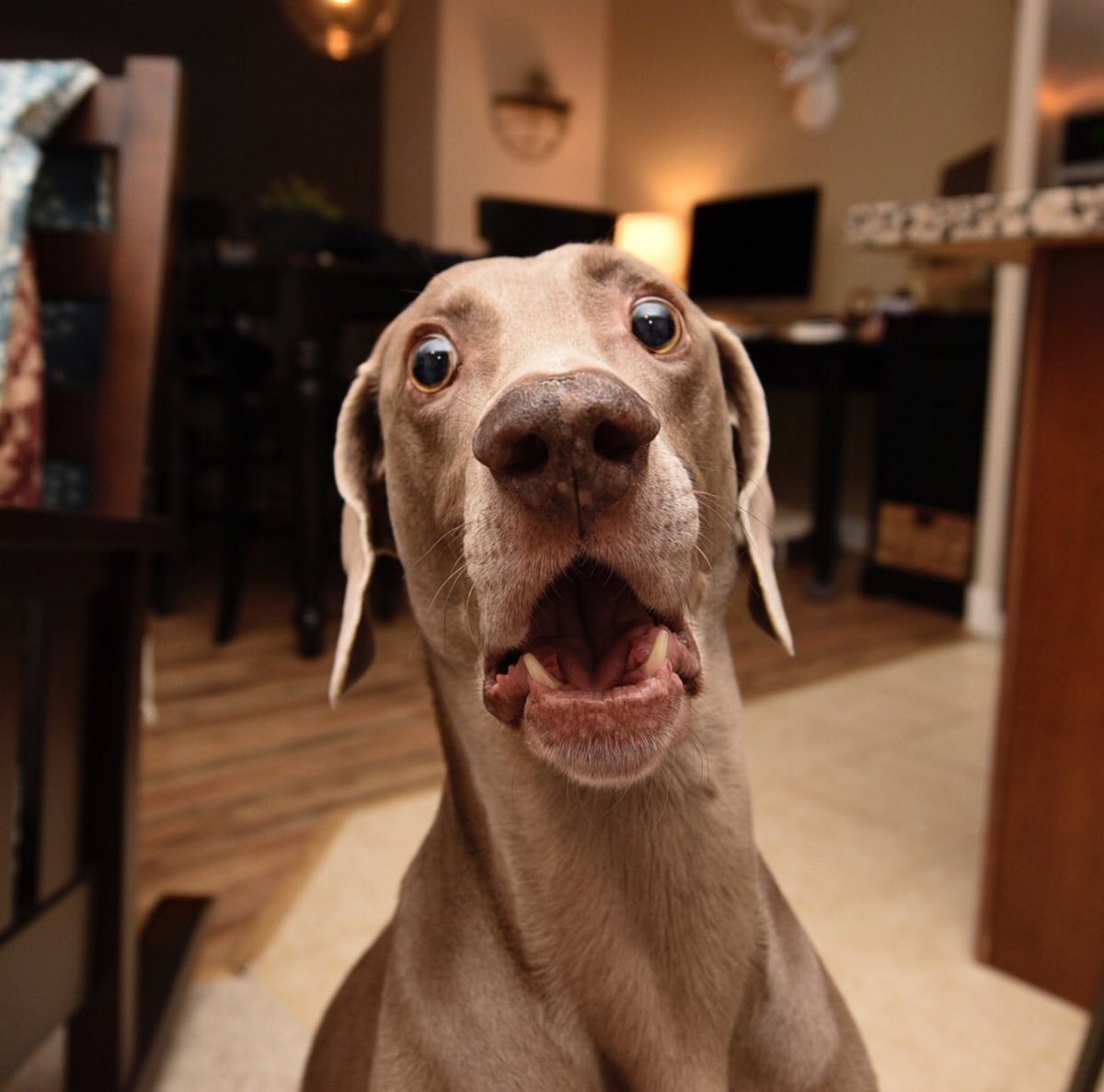 Смешные фразы удивления