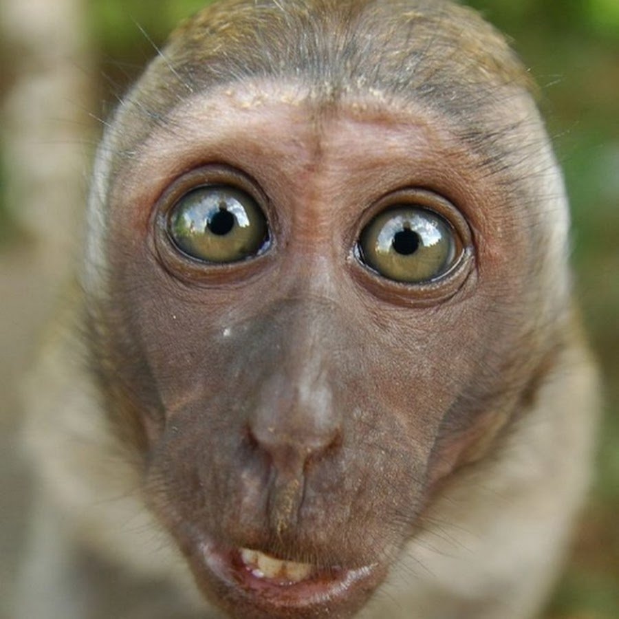 Обезьяна удивляется