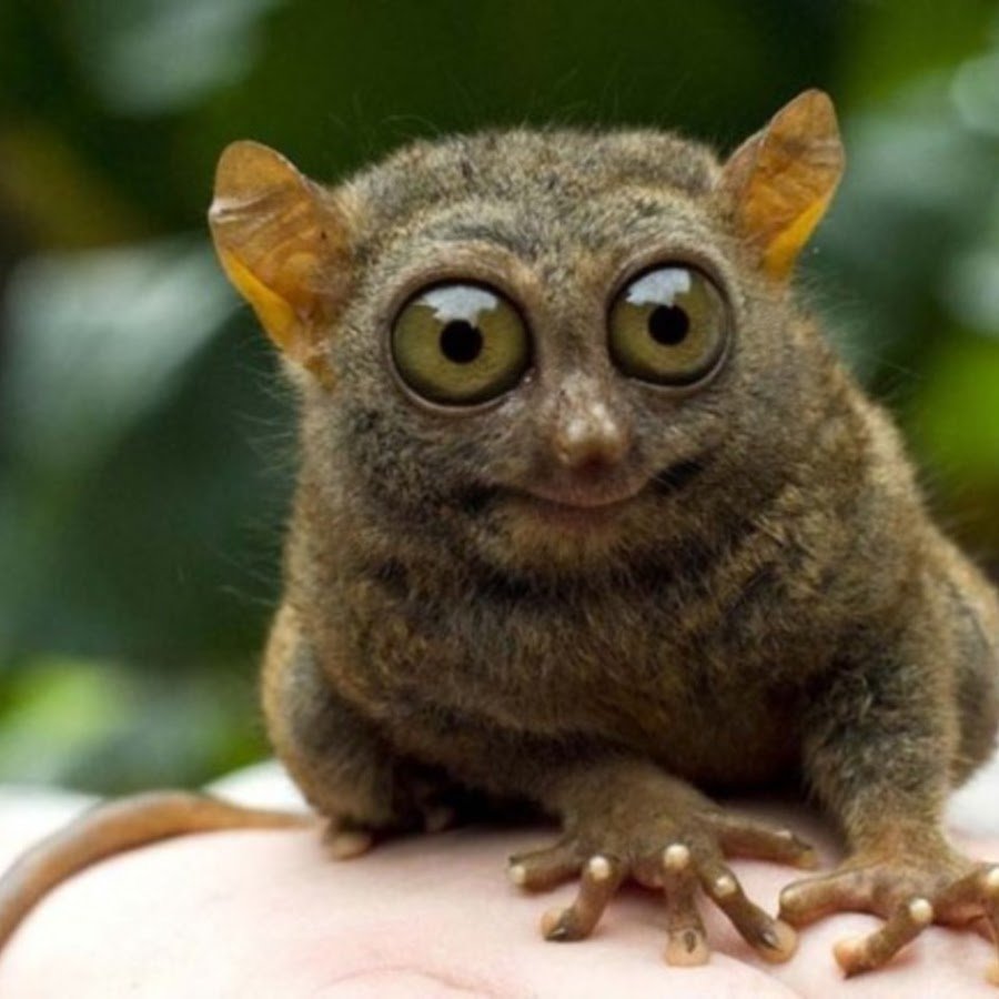 Удивленная обезьянка