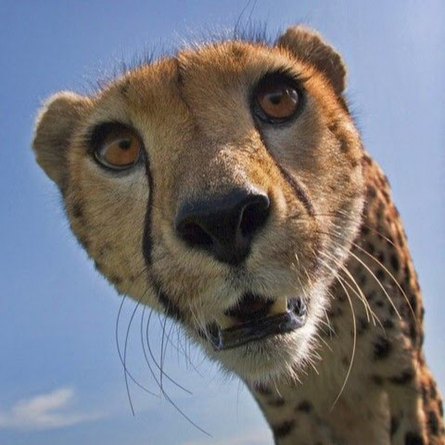 Удивление ШОК