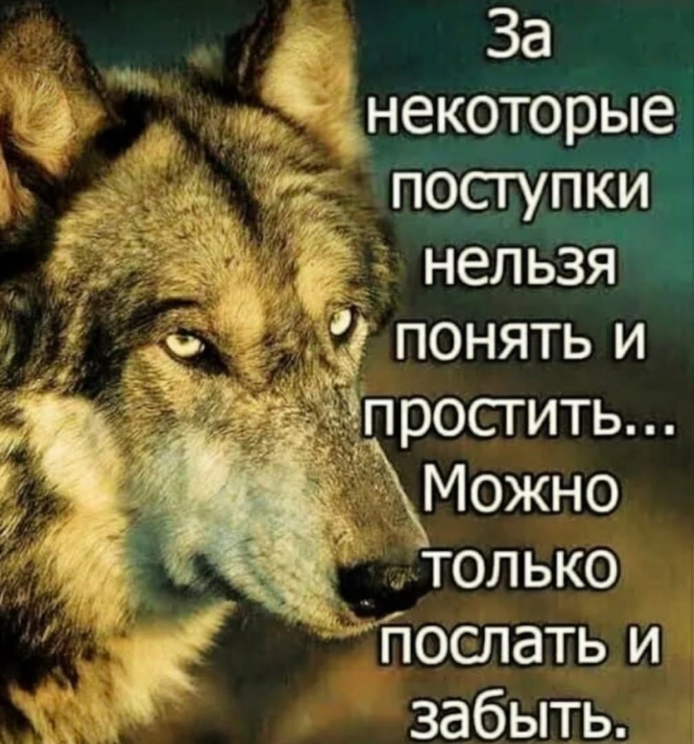 Красивые статусы про Волков