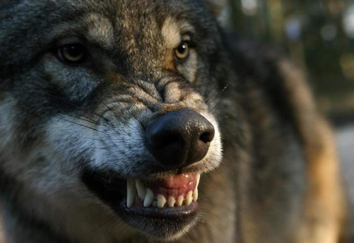 Верность Волков