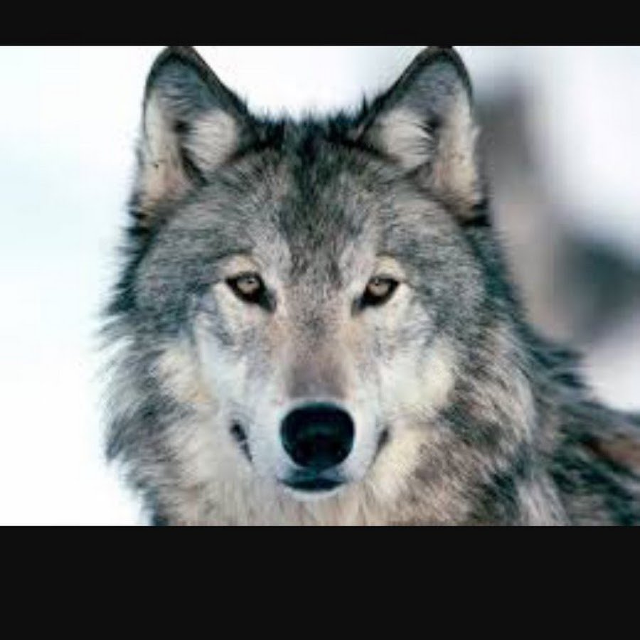 Волк демотиватор