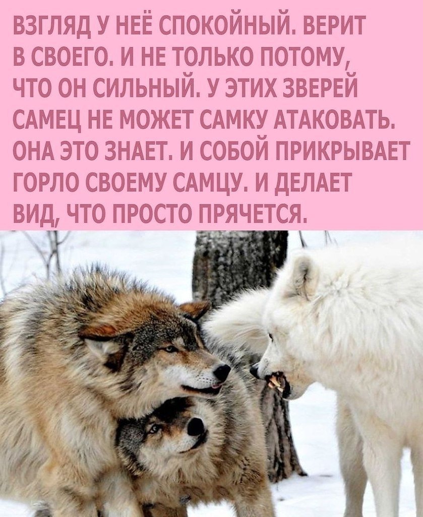 Волк с одной волчицей навсегда