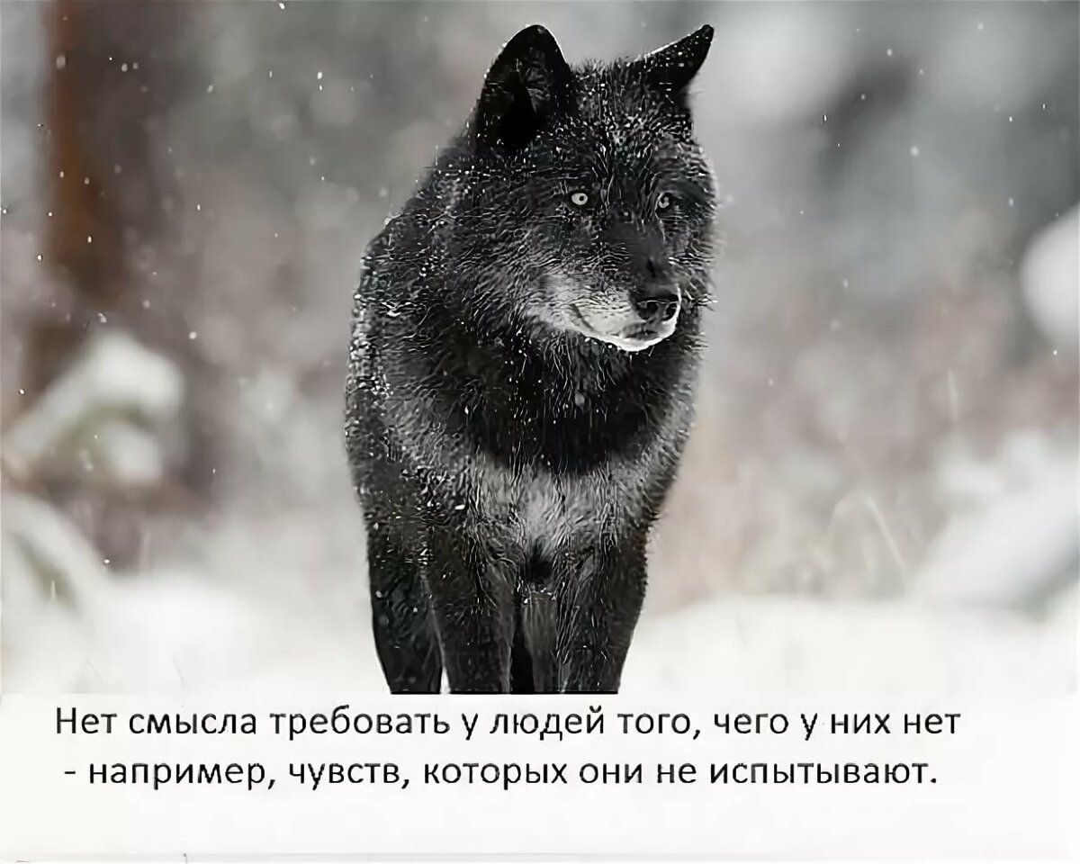 Цитаты про Волков и шакалов