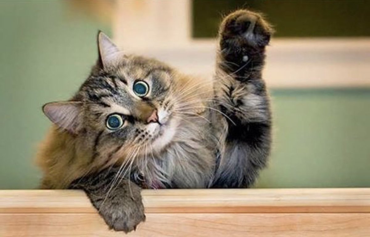 Кот прощается