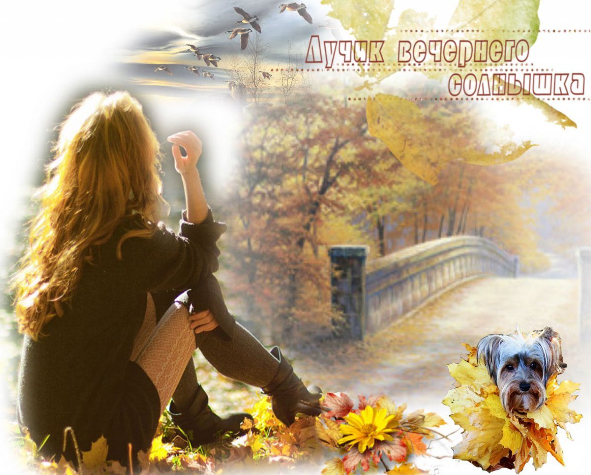 Пушистый котенок черепахового окраса