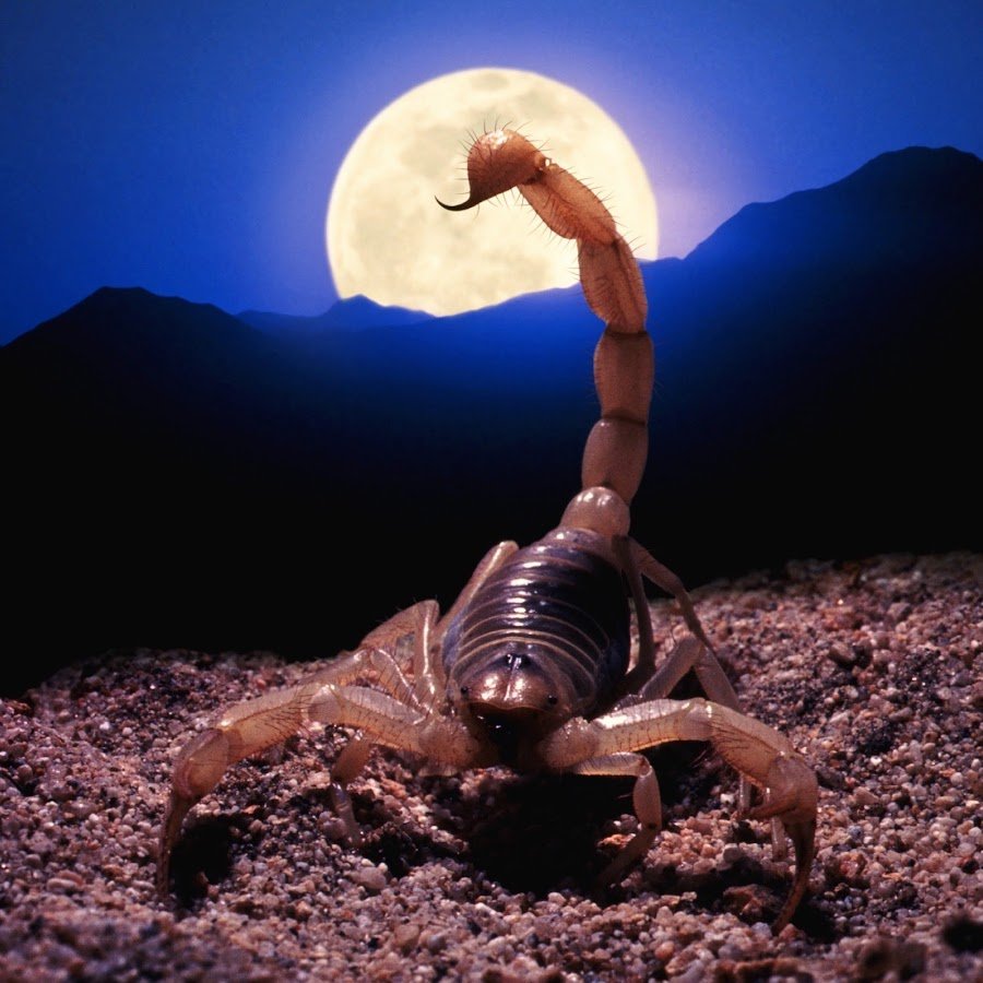 Мемы про скорпионов