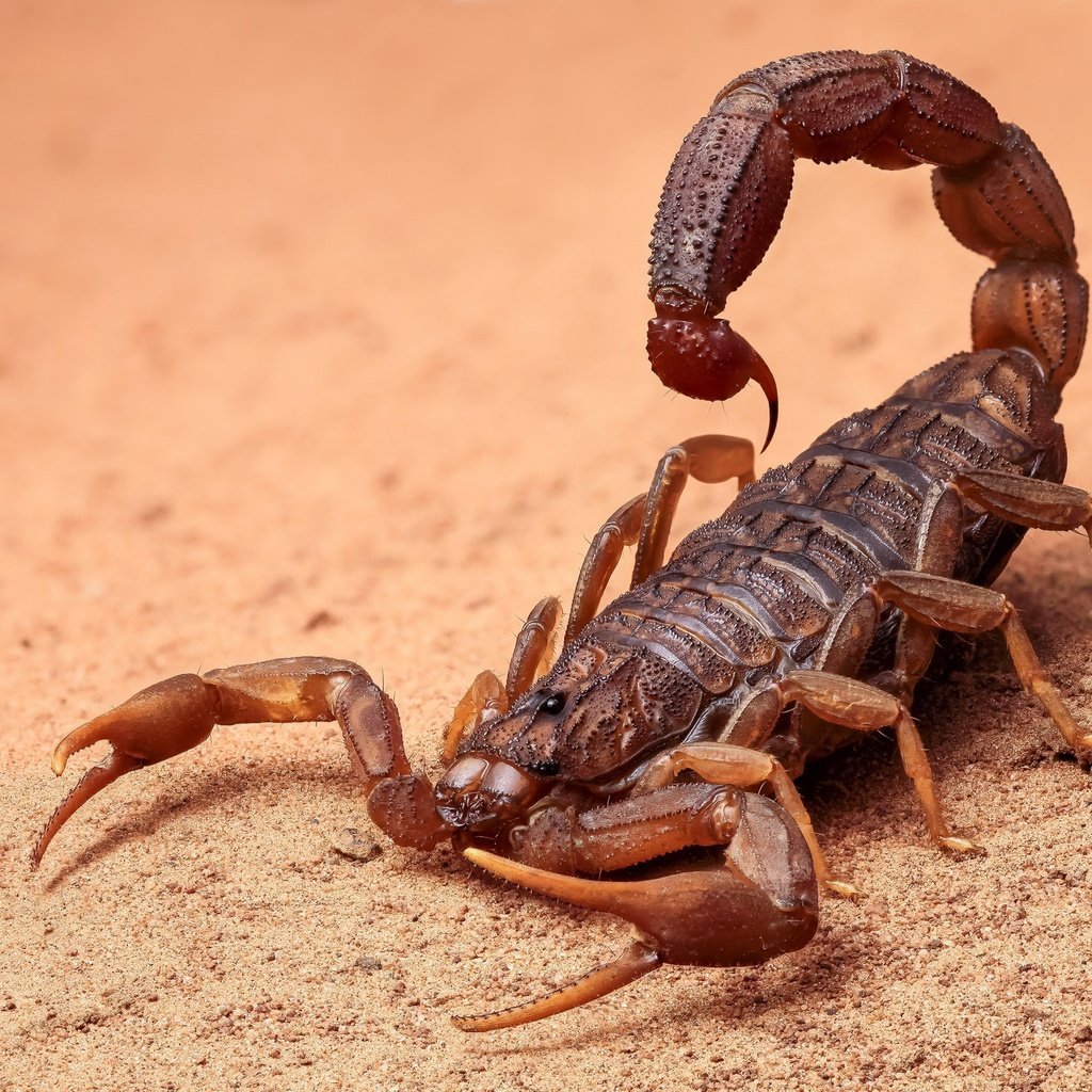 Шутки про скорпионов