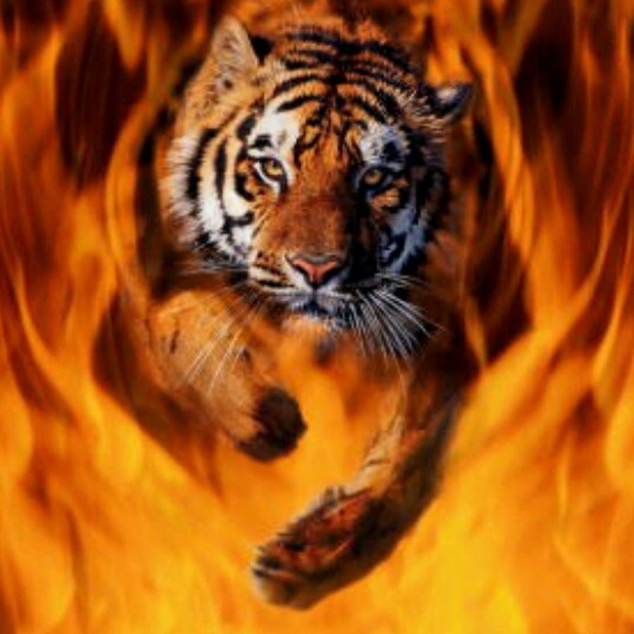 Тигр в огне