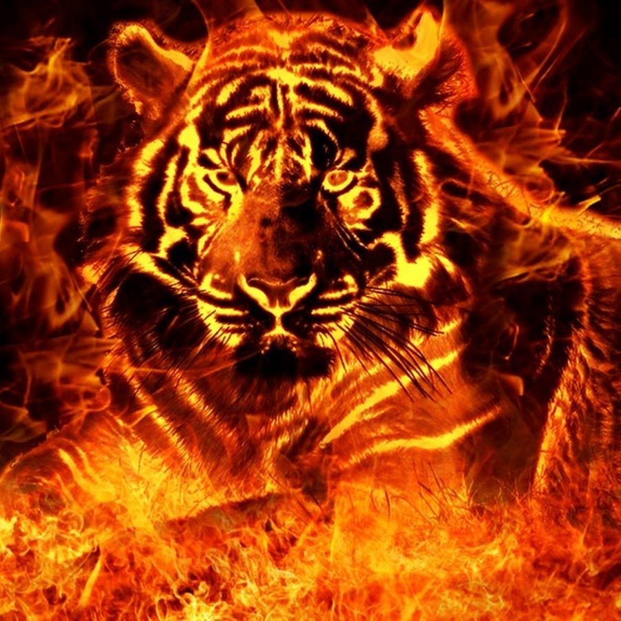 Огненный тигр 1986