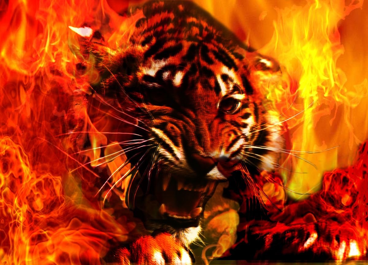 Tiger in Fire