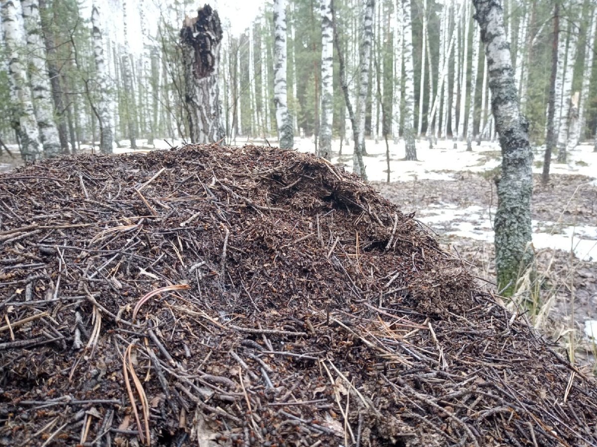 Муравейник сверху