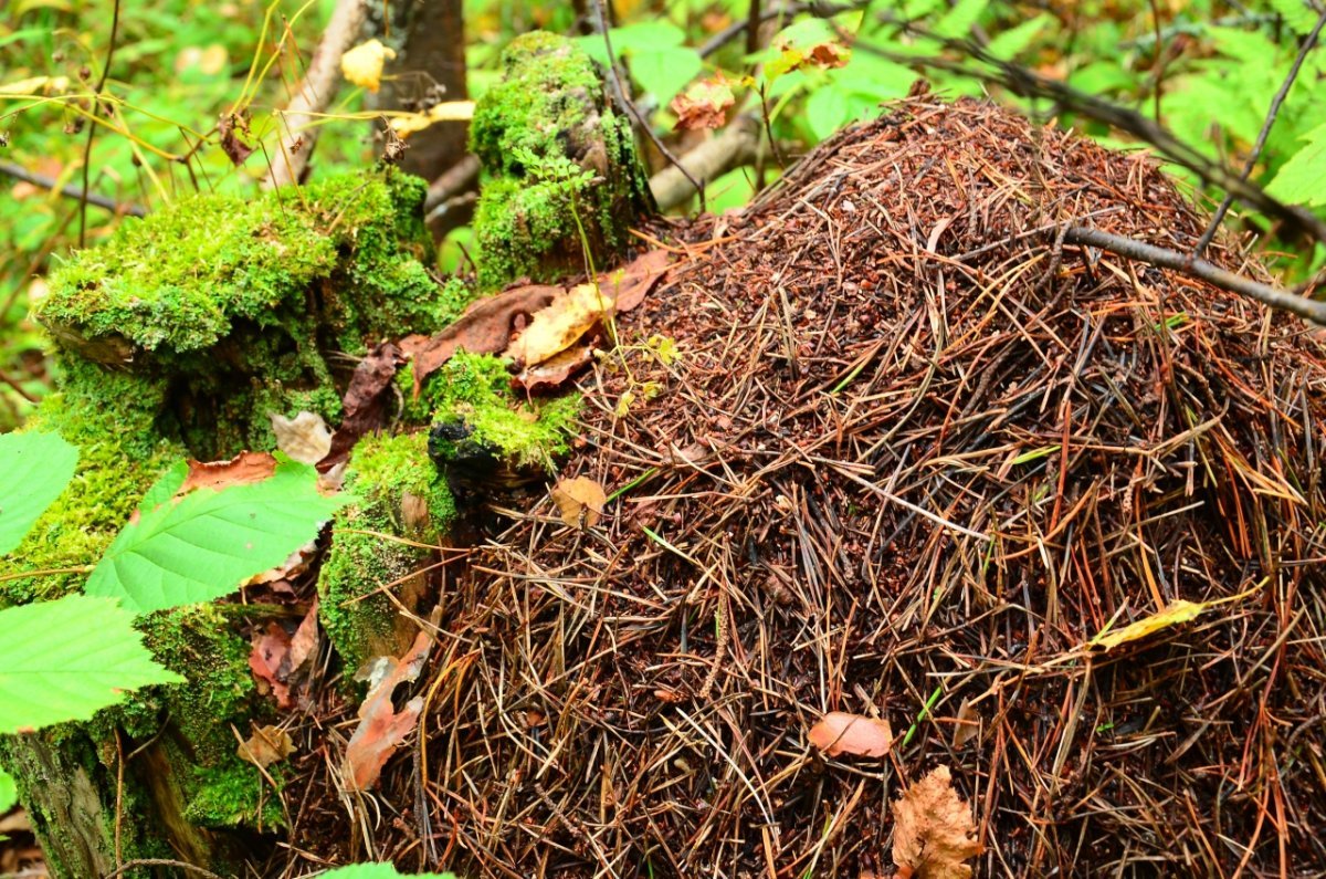 Дом муравьев для дошкольников