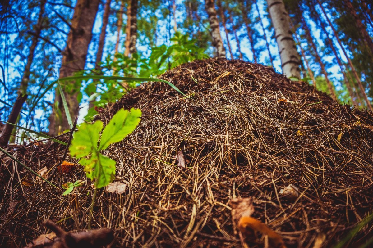 Муравьи в муравейнике
