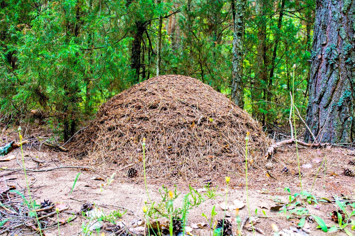 Муравейник лесных муравьев