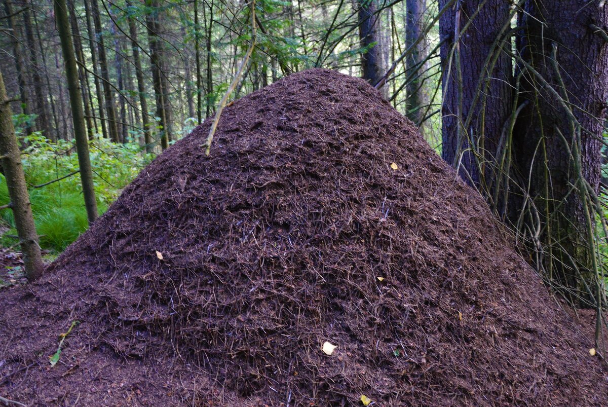 Муравейник в лесу