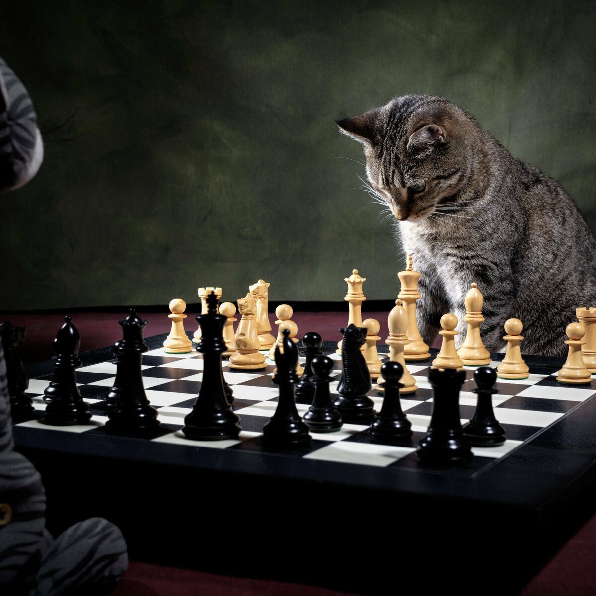 Жизнь шахматная доска