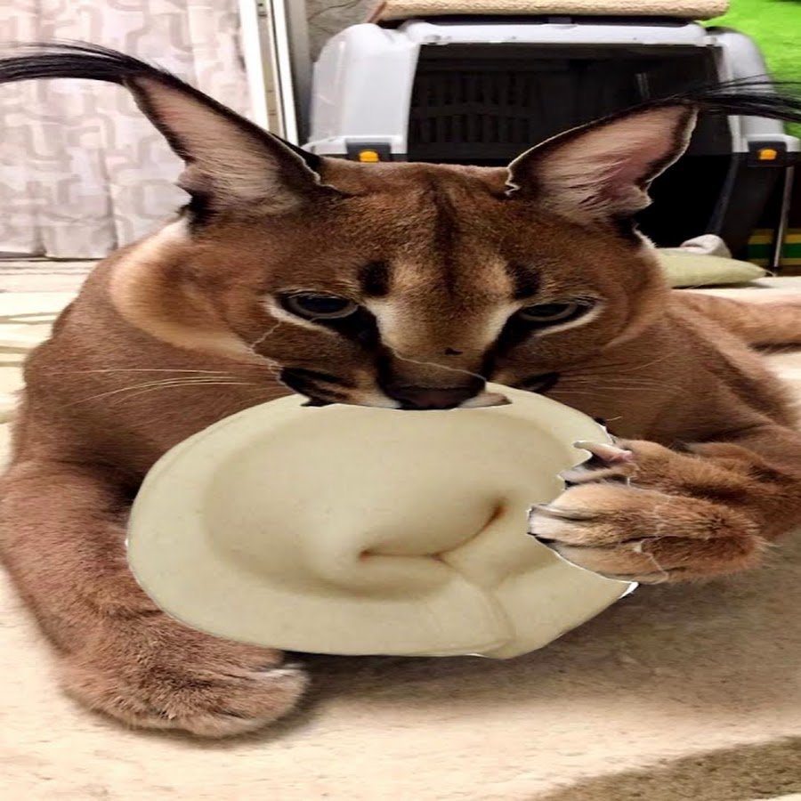 Флоппа Шлеппа