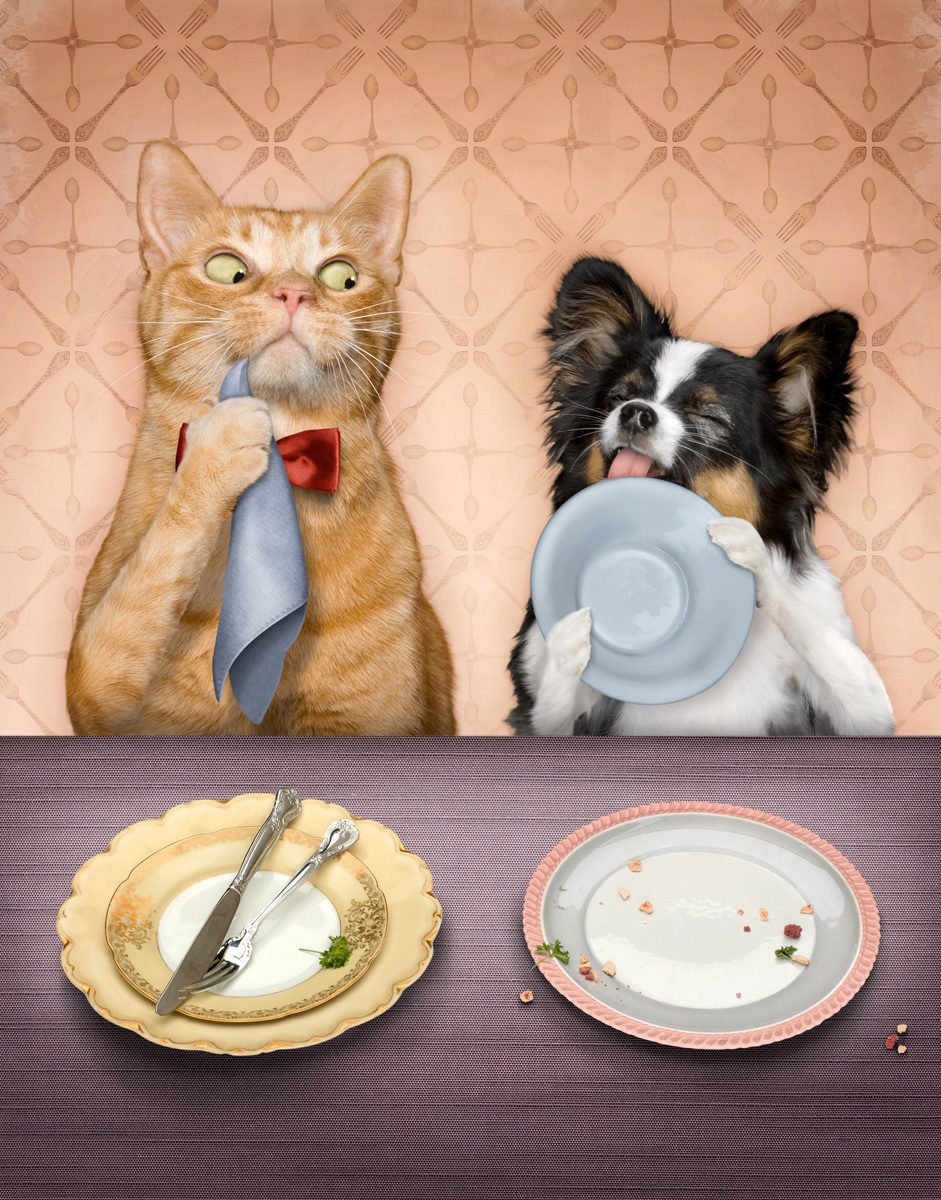 Завтрак с котом