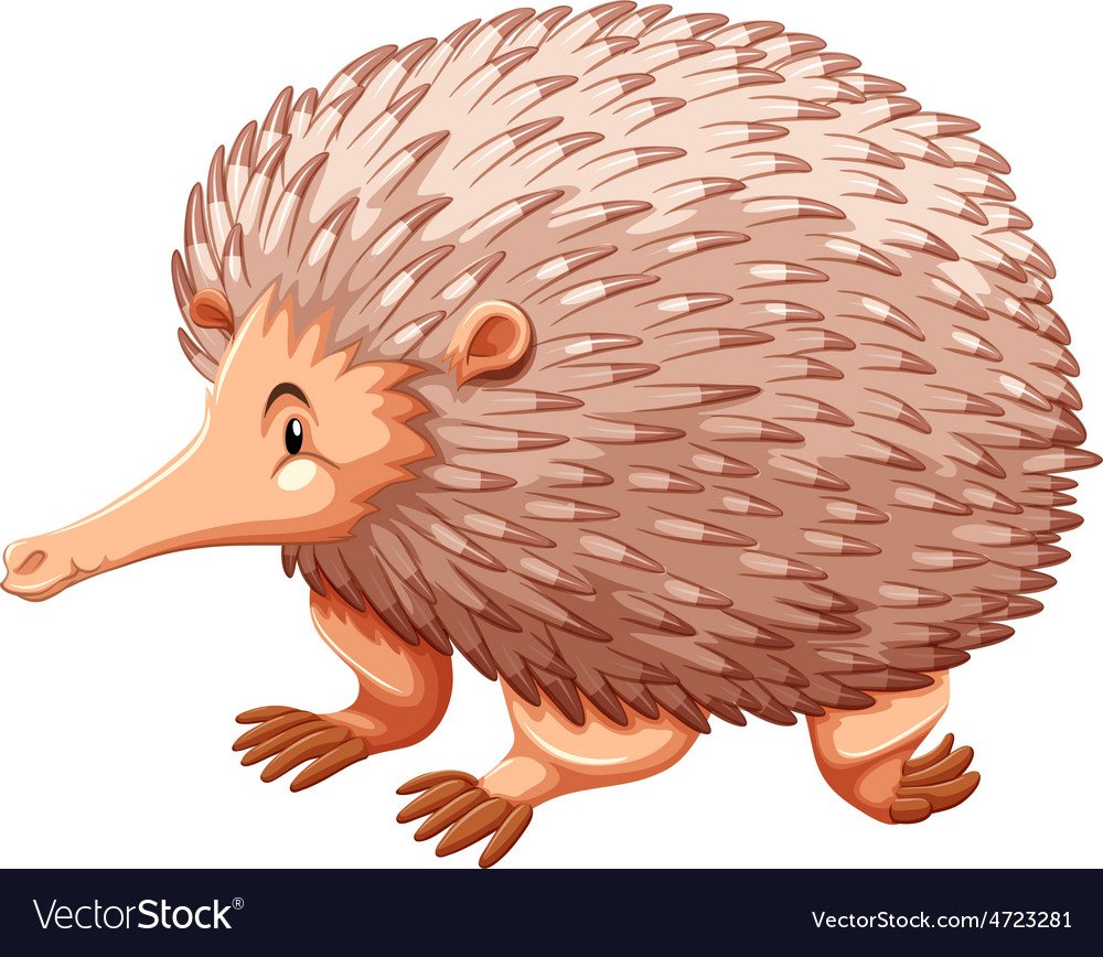 Ехидна для детей