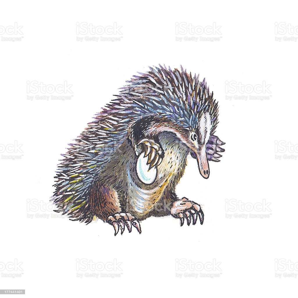 Ехидна на белом фоне