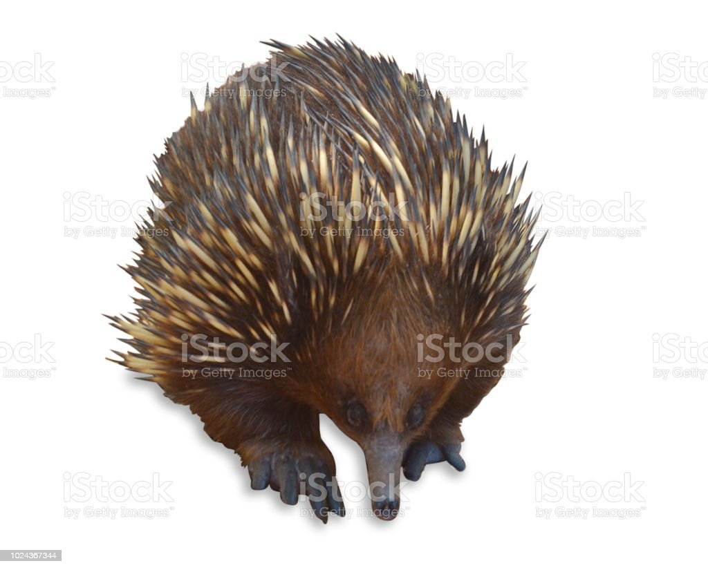Ехидна на белом фоне