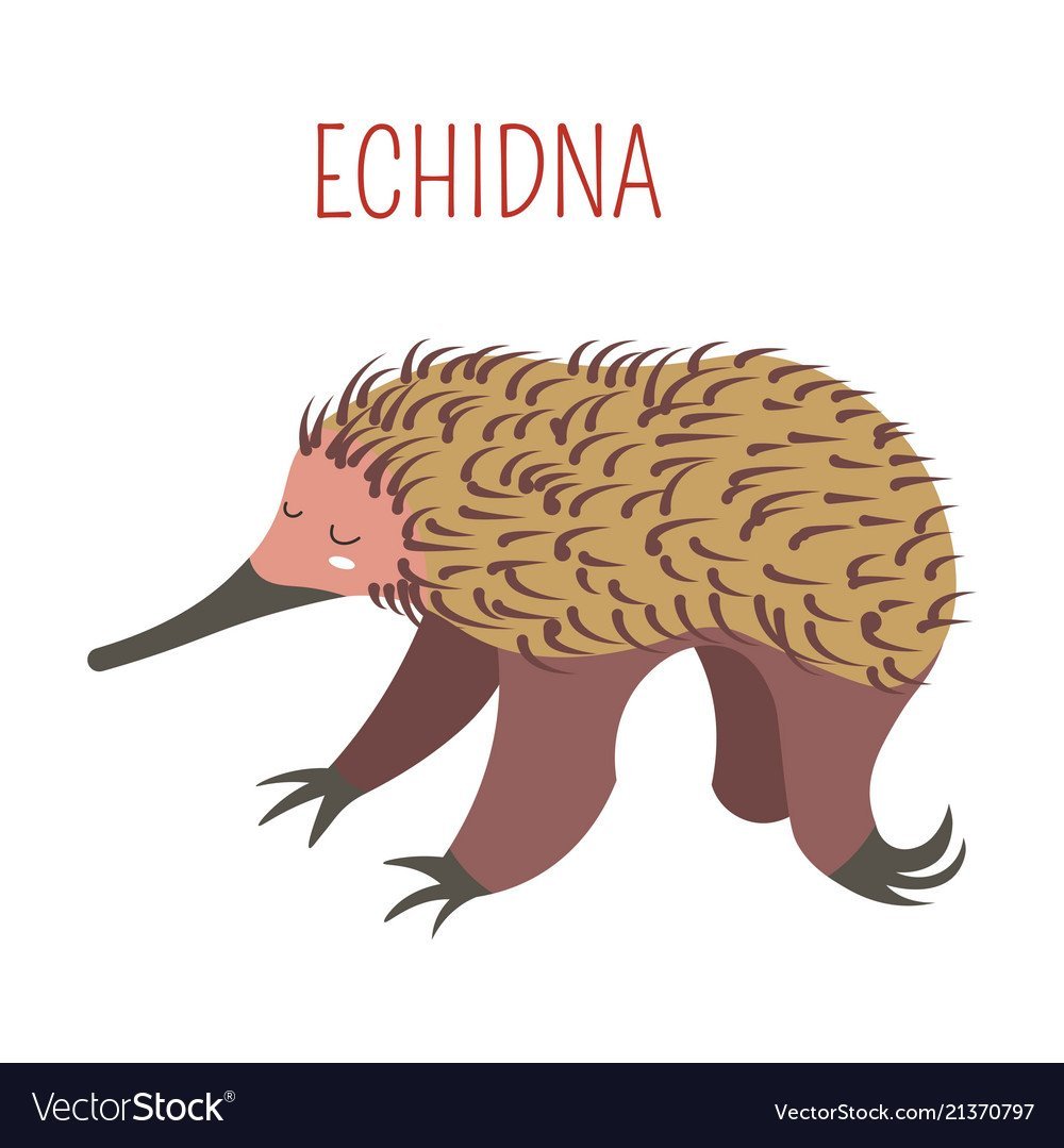 Ехидна смешные картинки