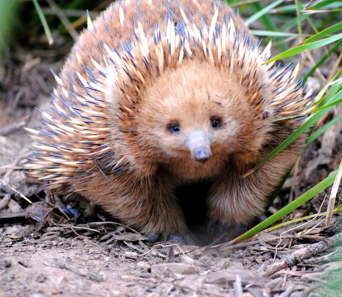 Коротконосая ехидна