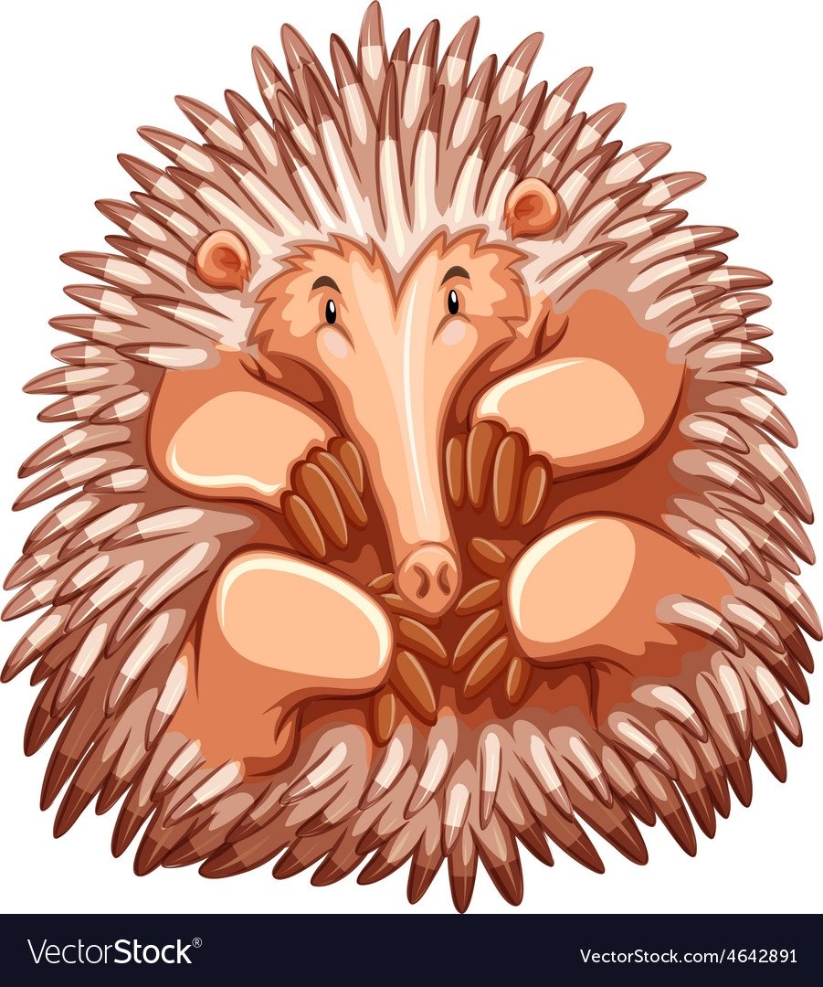 Австралийская ехидна