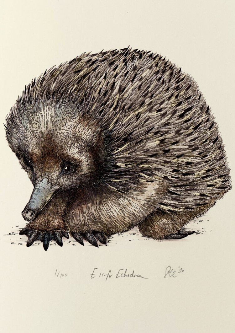 Ехидна Болотная