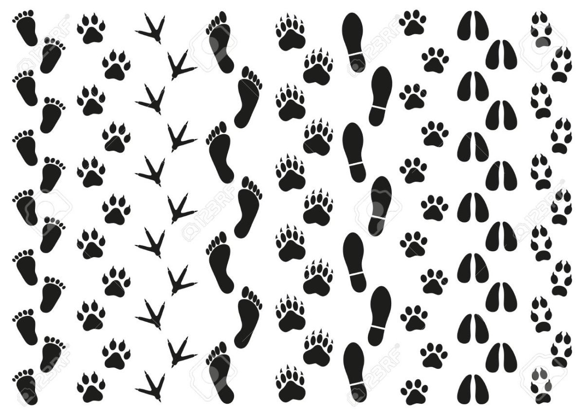 Следы лесных животных