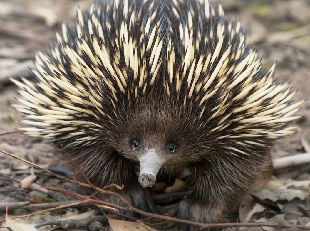 Ехидна картина