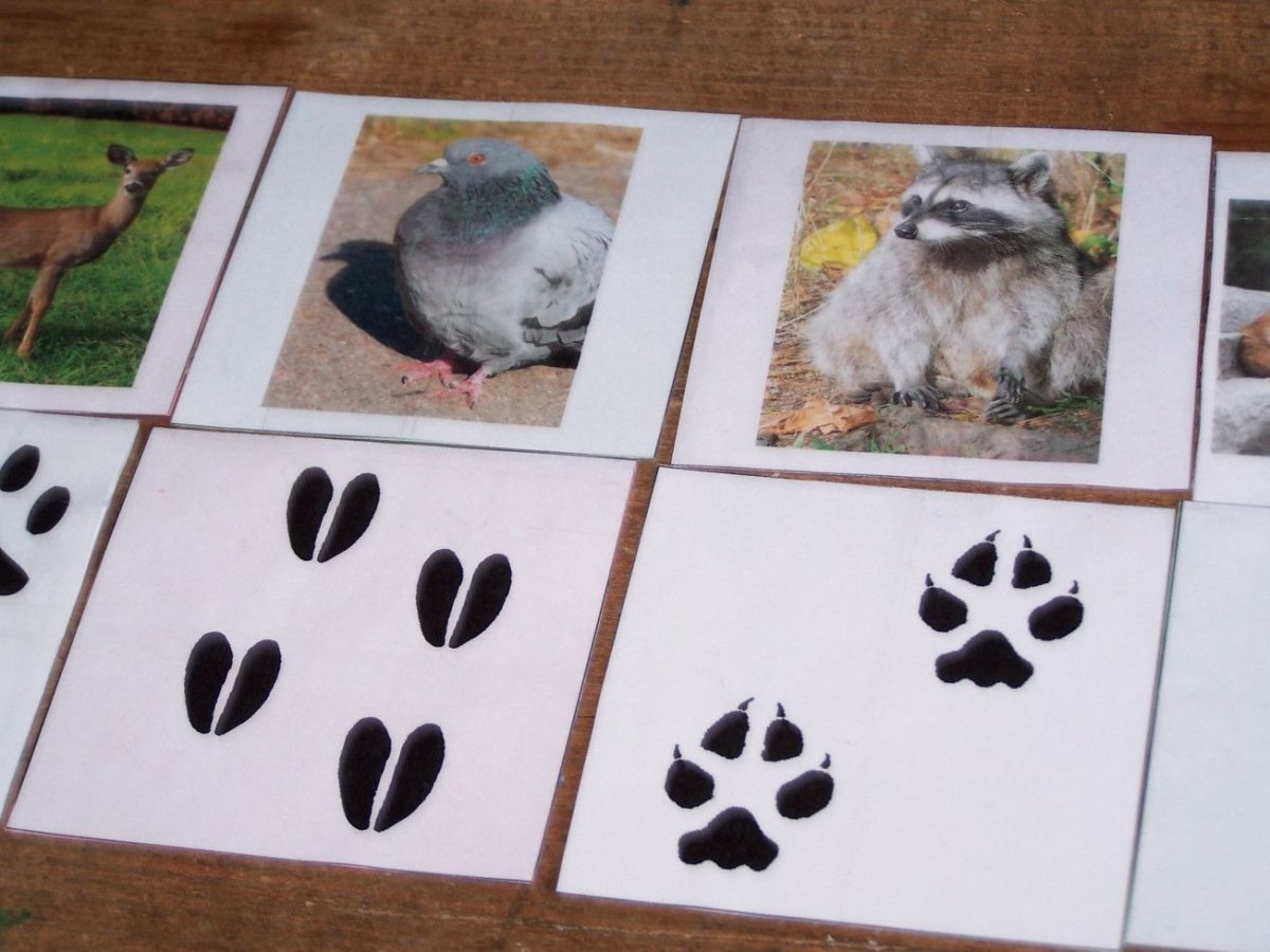 Следы животных для квеста